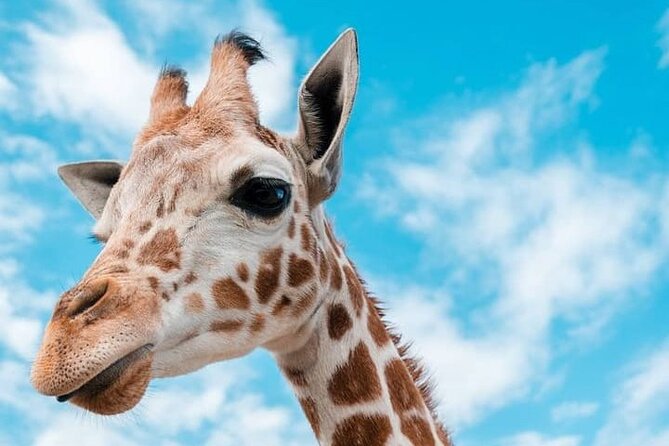 2 days Tarangire and Ngorongoro short safari - What the private vehicle changes