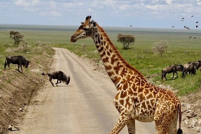 2 days Tarangire and Ngorongoro short safari - What is included for $1,100 per person