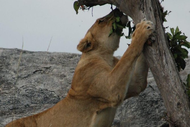 2 Days Tarangire & Ngorongoro Budget Safari Tour Tanzania - Meals and overnight accommodation