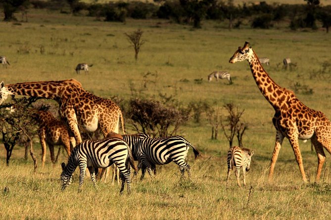 2 Days Tarangire & Ngorongoro Budget Safari Tour Tanzania - Is $520 good value?