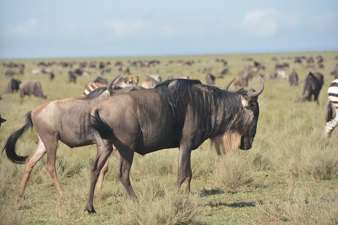 2 Days Tour From Zanzibar to Nyerere National Park (Selous GR) - The service style and guide support