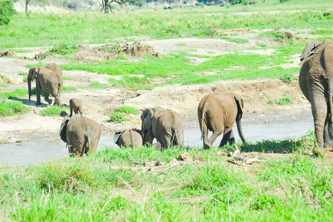 2 days Tour Tarangire & Ngorongoro - Group size, timing, and comfort