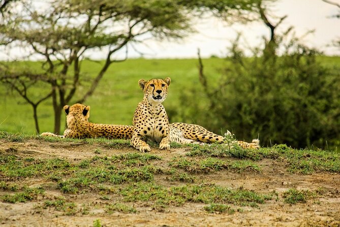 2 days Tour Tarangire & Ngorongoro - Who should book this safari
