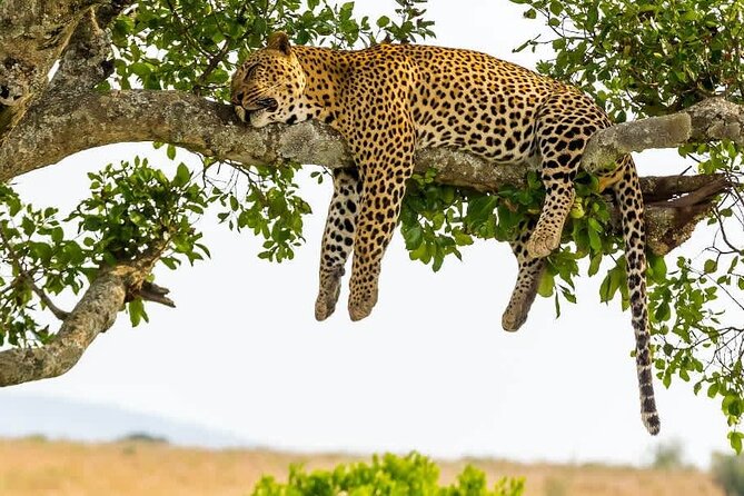 2 days Tour Tarangire & Ngorongoro - What makes Tarangire different from Ngorongoro