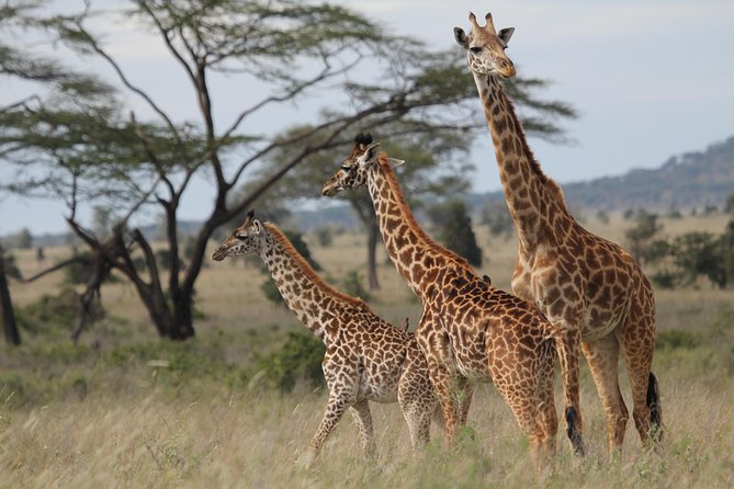 2 Days Wildlife game drives Through Tarangire and Ngorongoro Crater - Tarangire’s elephants and baobabs set the tone