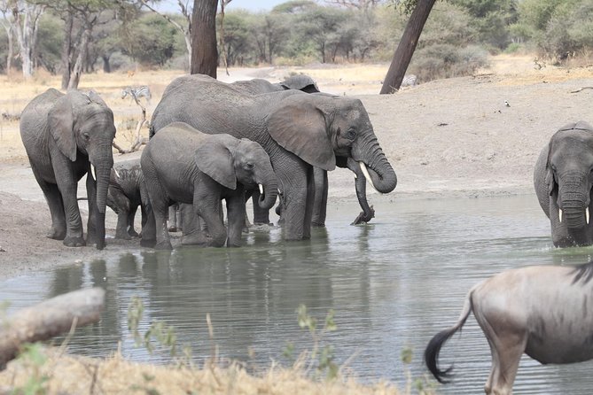 2 Days Wildlife game drives Through Tarangire and Ngorongoro Crater - What the positive feedback tells you