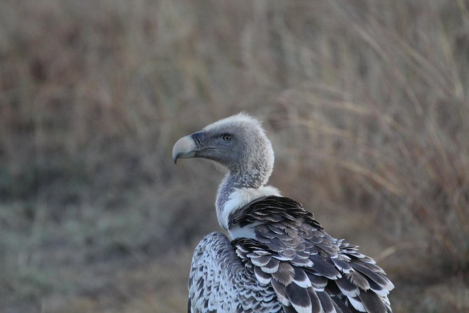 2 Days Wildlife game drives Through Tarangire and Ngorongoro Crater - Who should book this two-day route?