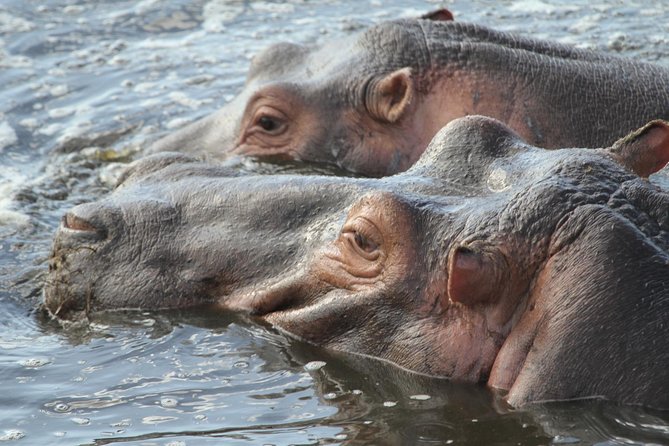 2 Days Wildlife game drives Through Tarangire and Ngorongoro Crater - The practical booking details that matter