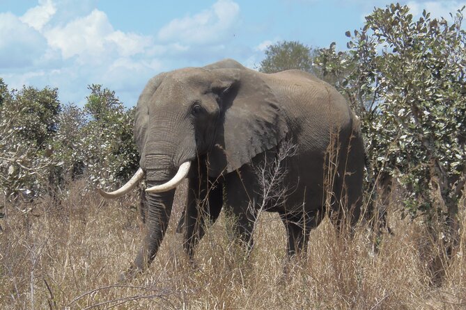 2 Days Wildlife Safari in Mikumi National Park - Day one: from an early pickup to a full Mikumi game drive