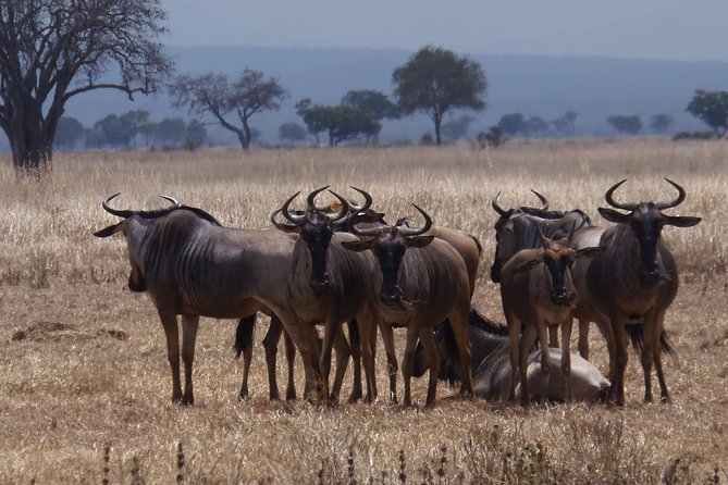 2 Days Wildlife Safari in Mikumi National Park - Wildlife viewing: what you may realistically see