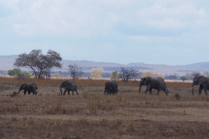 2 Days Wildlife Safari in Mikumi National Park - Who should book this Mikumi safari?