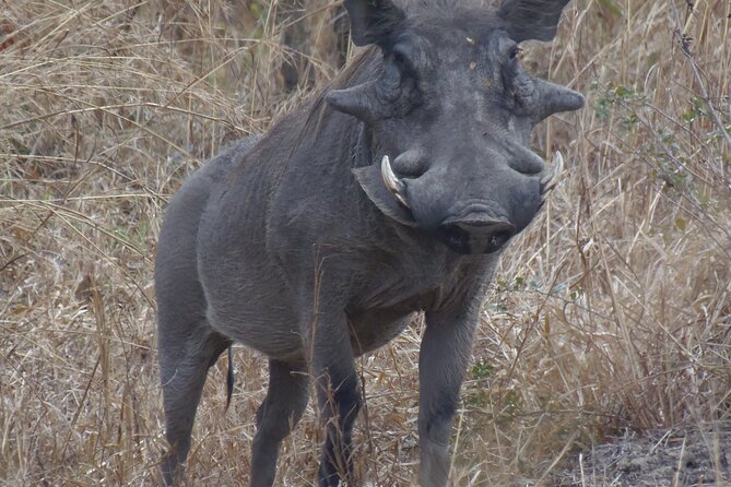 2 Days Wildlife Safari in Mikumi National Park - Should you book it?