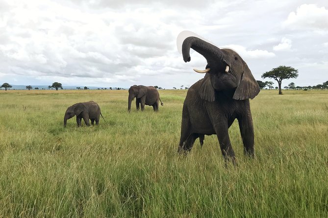 2 nights 3 days safari to mikumi national park - Key points to know before booking