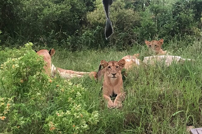 2 nights 3 days safari to mikumi national park - Accommodation and meals: keep your expectations clear