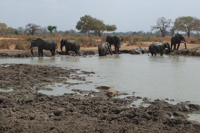 2 nights 3 days safari to mikumi national park - The main caution: confirm every promise before departure