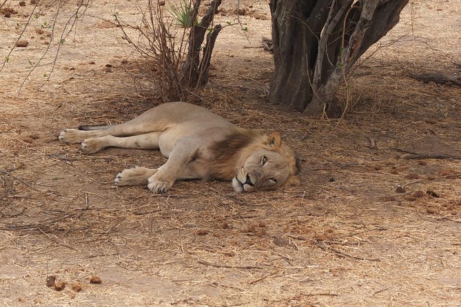 2 nights 3 days safari to mikumi national park - Day 2: Ten hours around Mkata and Chamgore