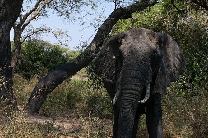 3-Day / 2 Nights Group Safari Serengeti & Ngorongoro Crater - What this safari is really offering