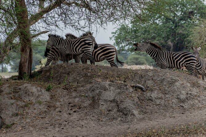 3-Day / 2 Nights Group Safari Serengeti & Ngorongoro Crater - Day 2: Sunrise wildlife in the Serengeti
