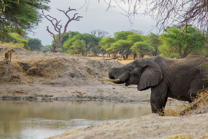 3-Day / 2 Nights Group Safari Serengeti & Ngorongoro Crater - Day 3: Ngorongoro Crater and the final drive