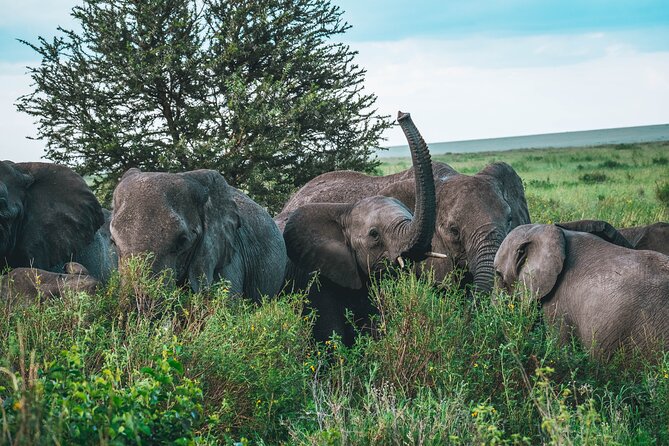 3-Day / 2 Nights Group Safari Serengeti & Ngorongoro Crater - Camping, meals, and daily comfort