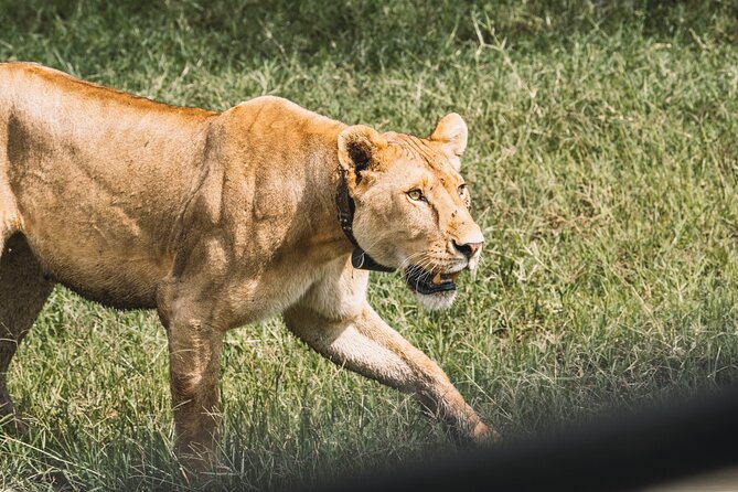 3-Day / 2 Nights Group Safari Serengeti & Ngorongoro Crater - How the $1,080 price compares