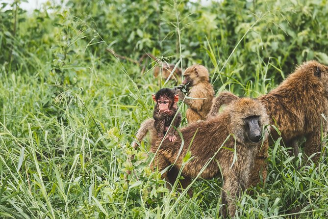 3-Day / 2 Nights Group Safari Serengeti & Ngorongoro Crater - Who should choose this three-day route
