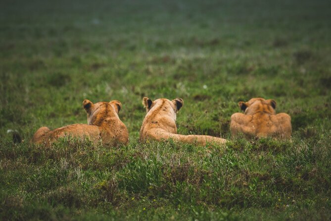 3-Day / 2 Nights Group Safari Serengeti & Ngorongoro Crater - Booking and cancellation details