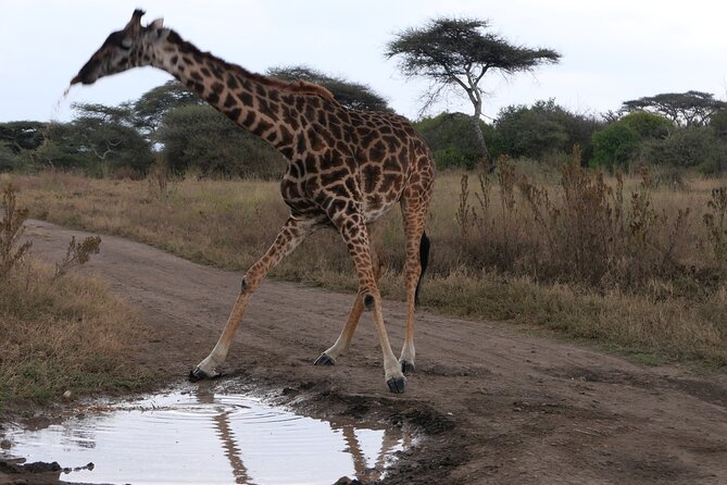 3-Day / 2 Nights Group Safari Serengeti & Ngorongoro Crater - Day 1: Arusha to Serengeti through Ngorongoro