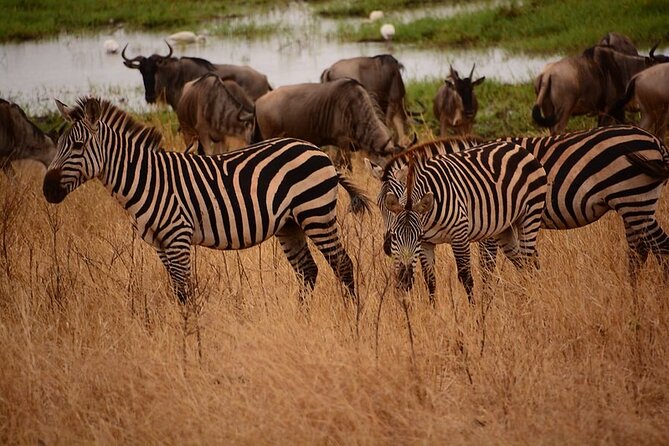 3-Day Camping Safari Tarangire, Lake Manyara & Ngorongoro crater - Day 3: Baobabs and elephants in Tarangire