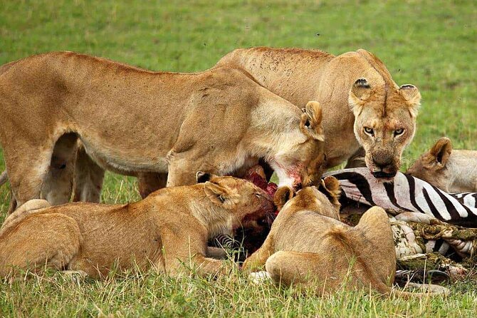 3-Day Camping Safari Tarangire, Lake Manyara & Ngorongoro crater - What the guides and cook add to the trip
