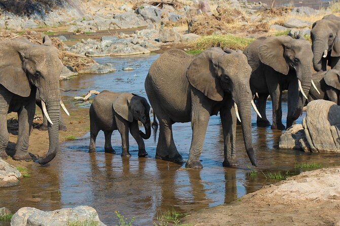 3-Day Camping Safari Tarangire, Lake Manyara & Ngorongoro crater - Day 1: Forest, lake, and wildlife at Lake Manyara