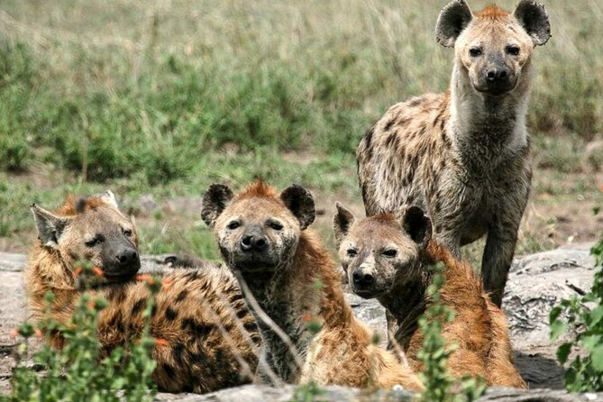 3 Day Classic, Guided Serengeti Safari - Reaching the Serengeti from Arusha