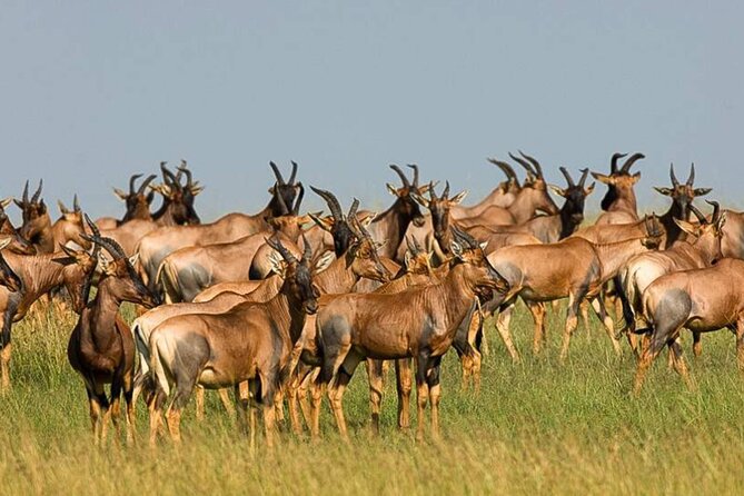 3 Day Classic, Guided Serengeti Safari - What the private Land Cruiser means for your trip