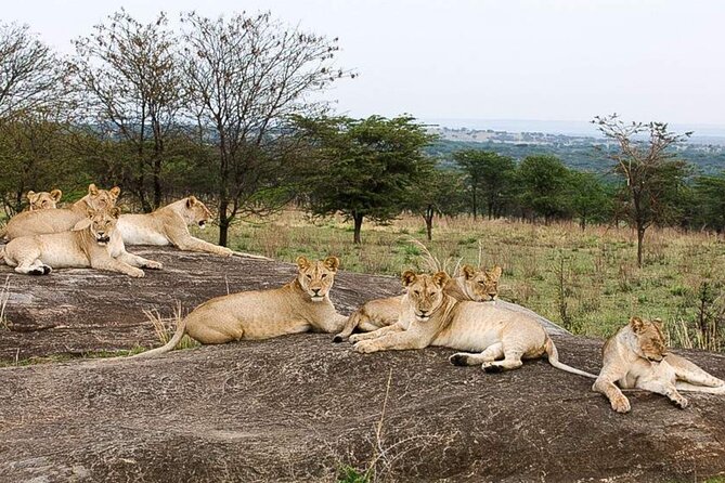 3 Day Classic, Guided Serengeti Safari - Planning around the operator’s strengths