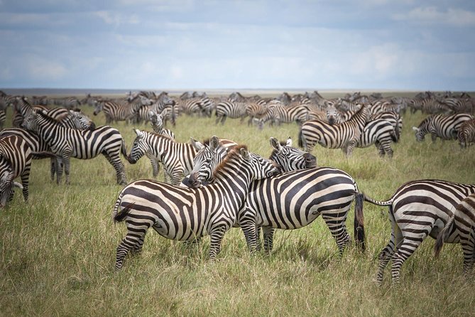 3-Day Classic Serengeti Safari - Ngorongoro Crater before the return to Arusha