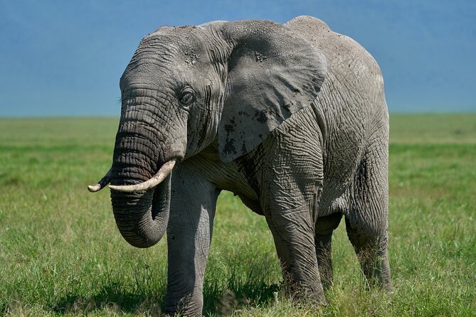 3-Day Luxury Safari Private Tour Tarangire and Ngorongoro - Why this two-park safari works so well