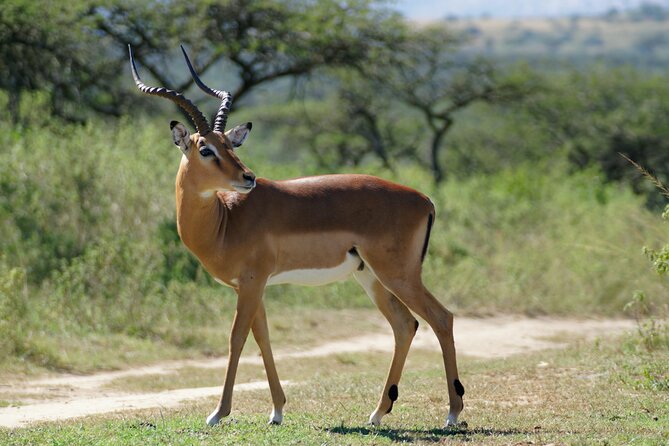 3-Day Luxury Safari Private Tour Tarangire and Ngorongoro - Day one in Arusha: a soft landing before the wildlife