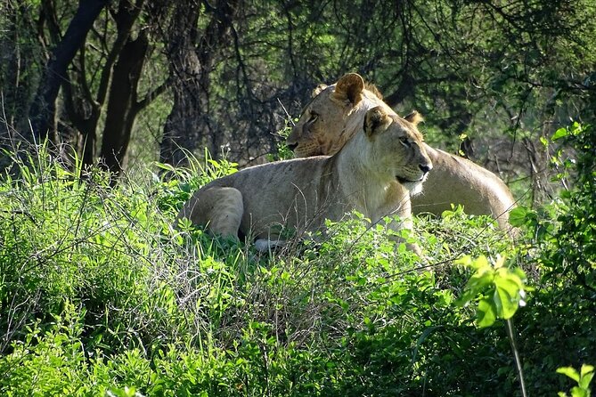 3-Day Ngorongoro Crater Manyara and Tarangire Safari from Arusha - Three parks in three demanding days