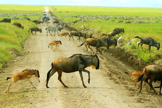 3-Day Ngorongoro Crater Manyara and Tarangire Safari from Arusha - What the $700 price really covers