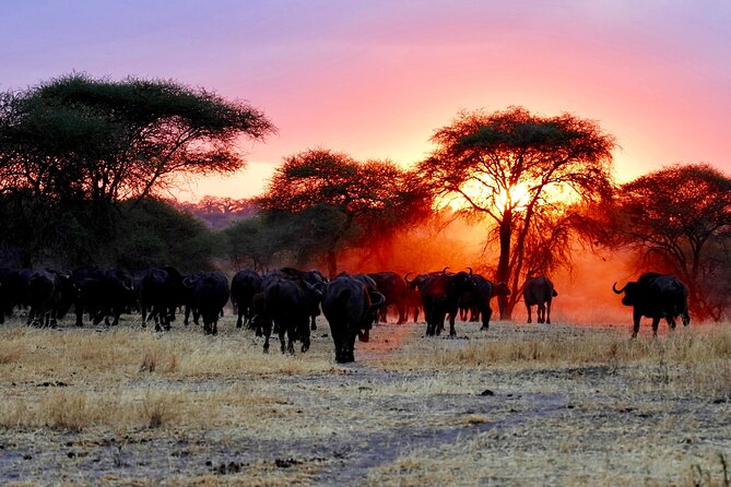 3-Day Ngorongoro Crater Manyara and Tarangire Safari from Arusha - Guides, cooks, and the human side of camp