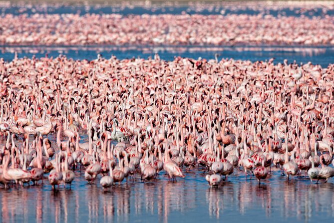 3-Day Private Safari to Lake Manyara, Tarangire & Ngorongoro - Descending 600 meters into Ngorongoro Crater