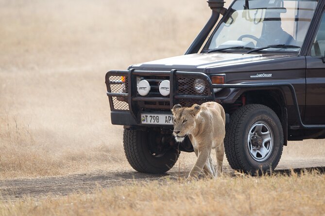 3 Day Private Serengeti Safari Tour with One Way Flight - Day 3: The Ngorongoro Crater experience