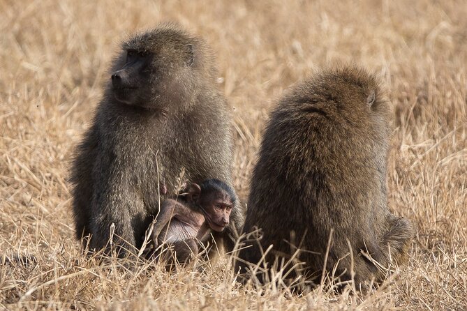 3 Day Private Serengeti Safari Tour with One Way Flight - Private guiding and the people behind the drive