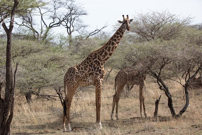 3 Day Private Serengeti Safari Tour with One Way Flight - Accommodation, food, and daily comfort