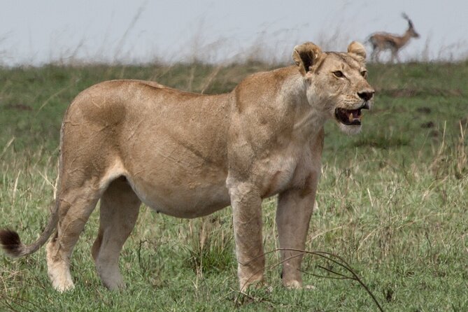 3 Day Private Serengeti Safari Tour with One Way Flight - Who will enjoy this three-day plan