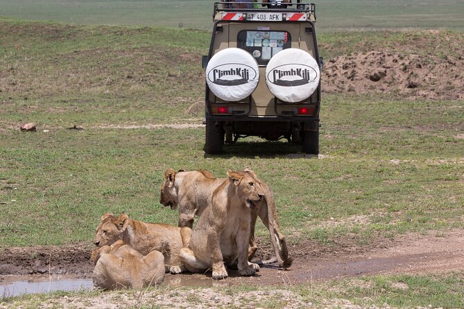 3 Day Private Serengeti Safari Tour with One Way Flight - Day 2: Serengeti wildlife, then the Ngorongoro Highlands