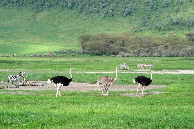 3 Day Safari Expedition from Arusha - Tarangire National Park and its elephant country