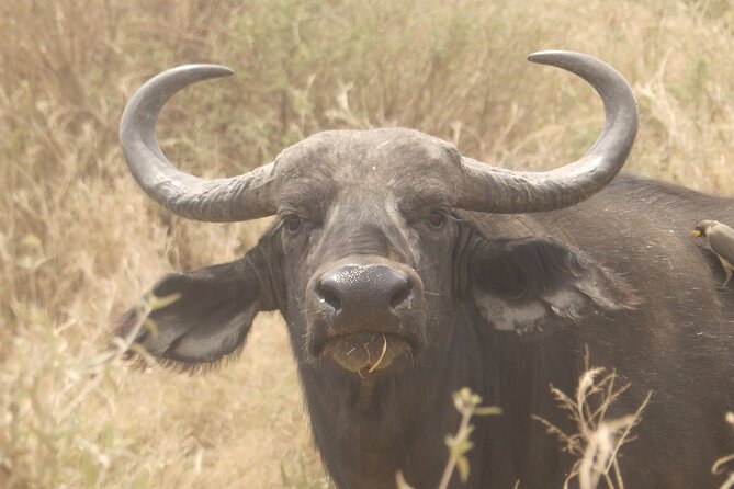 3 Day Safari from Arusha: Serengeti and Ngorongoro - Day 3: Wildlife inside Ngorongoro Crater