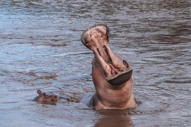 3 Day Safari from Arusha: Serengeti and Ngorongoro - Day 1: From Arusha to Seronera