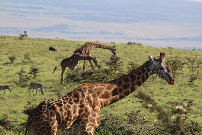 3-Day Safari in Serengeti & Ngorongoro(Mid-range) - Two parks, two very different safari settings